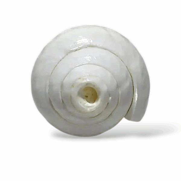 Valampuri Sangu -  Original White Blowing Shankh -Loud Blowing Puja Shankh - White Blowing Conch - Image 5