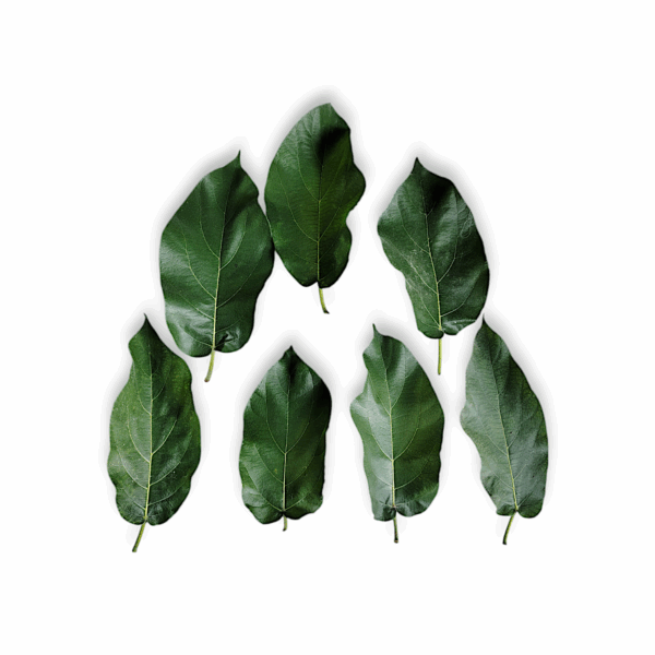 Original Jagga Dumur Leaf - Joggo Dumur Patta - Jaggo Dumur Leaf for Pooja Purpose - Set of 7 Leafs - Image 2
