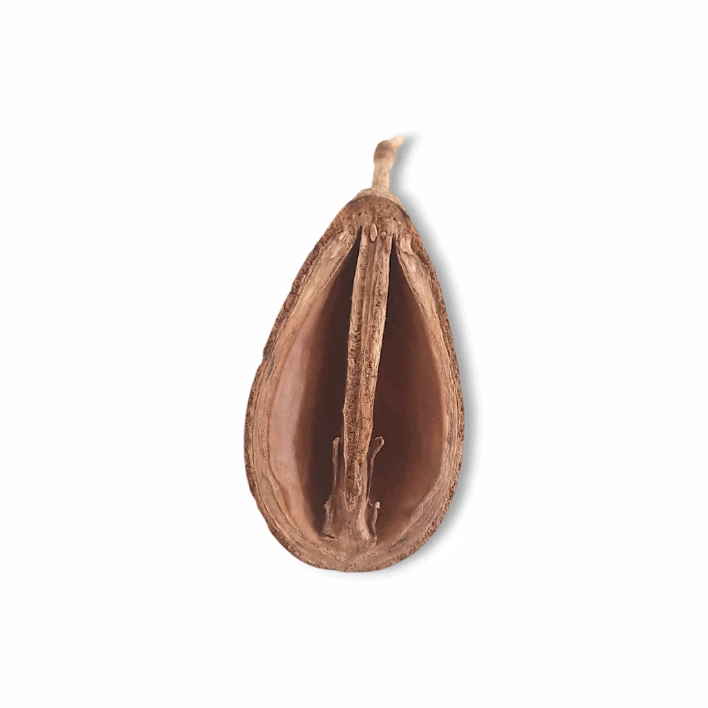 Ekshira Fol - Pear Pods - "একশিরা ফল" - for Pooja Purpose - Image 3