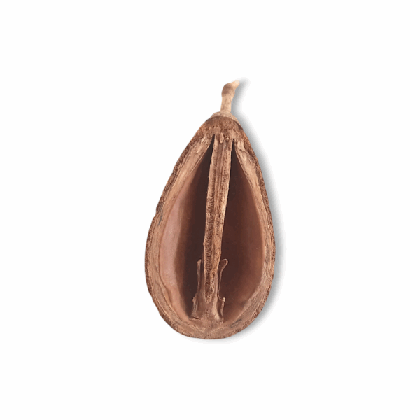 Ekshira Fol - Pear Pods - "একশিরা ফল" - for Pooja Purpose - Image 3