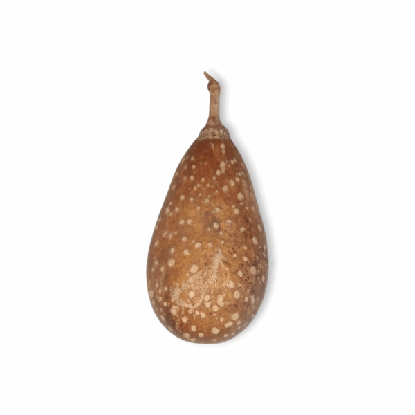 Ekshira Fol - Pear Pods - "একশিরা ফল" - for Pooja Purpose - Image 2