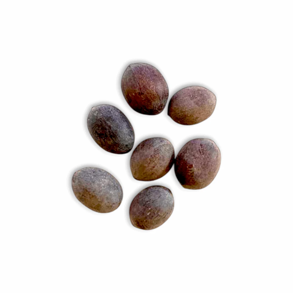 Kamal Gatta Lotus Seeds - Padma beej Pack of 7 Seeds