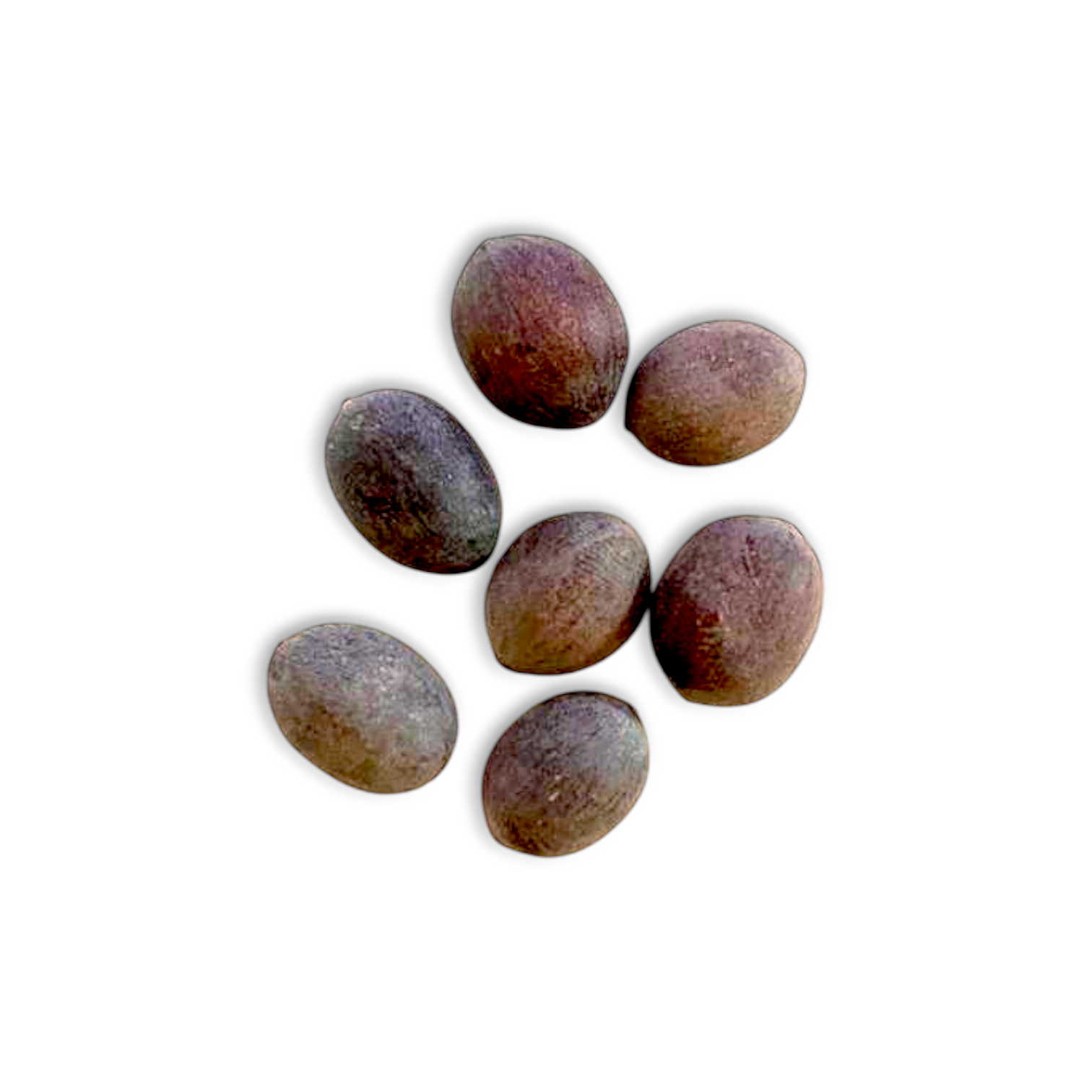 Kamal Gatta Lotus Seeds - Poddo bj Pack of 7 Seeds