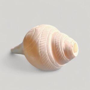 1 No.Natural Vamavarti Blowing Shankh - Conch - Original Sea Shell Blowing Shankh for Pooja - Loud Sound Shankh for Pooja, Home, Decoration