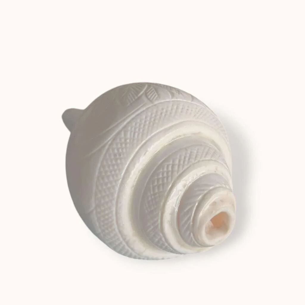 100% Original XXL Size Natural Vamavarti Blowing Shankh - Conch - Original Sea Shell Blowing Shankh for Pooja - Loud Sound Shankh for Pooja, Home, Decoration - Extra Large Size Shankh