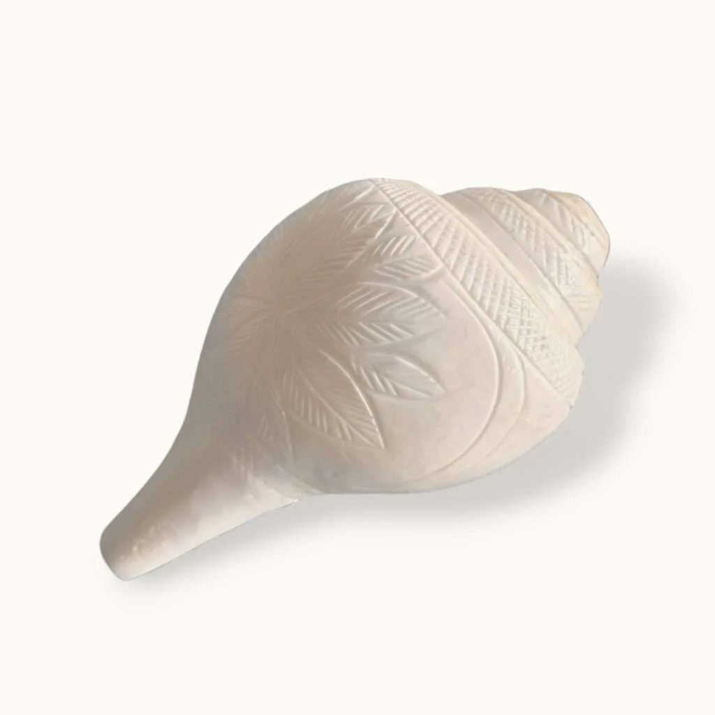 100% Original XXL Size Natural Vamavarti Blowing Shankh - Conch - Original Sea Shell Blowing Shankh for Pooja - Loud Sound Shankh for Pooja, Home, Decoration - Extra Large Size Shankh - Image 5