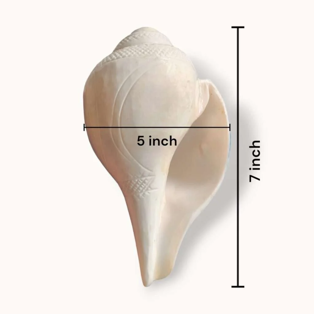 100% Original XXL Size Natural Vamavarti Blowing Shankh - Conch - Original Sea Shell Blowing Shankh for Pooja - Loud Sound Shankh for Pooja, Home, Decoration - Extra Large Size Shankh - Image 2