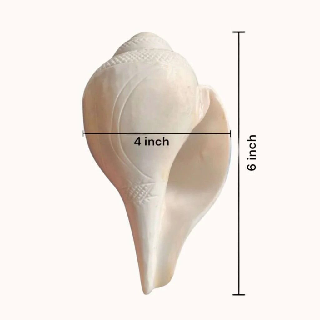 100% Original XL Size Natural Vamavarti Blowing Shankh - Conch - Original Sea Shell Blowing Shankh for Pooja - Loud Sound Shankh for Pooja, Home, Decoration - Large Size Shankh - Image 4