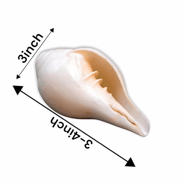 Original Jal Shankh - Water Conch for Pooja - Blowing Conch Shell for Abhishekam & Vastu Use - Mandir, Pooja, Aarti, Temple, Vastu, Decor Use - 3 to 4 Inch - Image 2