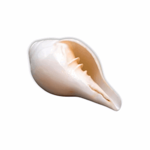 Original Jal Shankh - Water Conch for Pooja - Blowing Conch Shell for Abhishekam & Vastu Use - Mandir, Pooja, Aarti, Temple, Vastu, Decor Use - 3 to 4 Inch