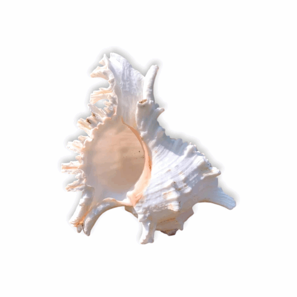 Loud Sound Surya Mukhi Shankh - Snail Natural Conch - Surya Mukhi Shankh for Temple Aarti, Diwali Puja, and Vastu Remedies - Image 3