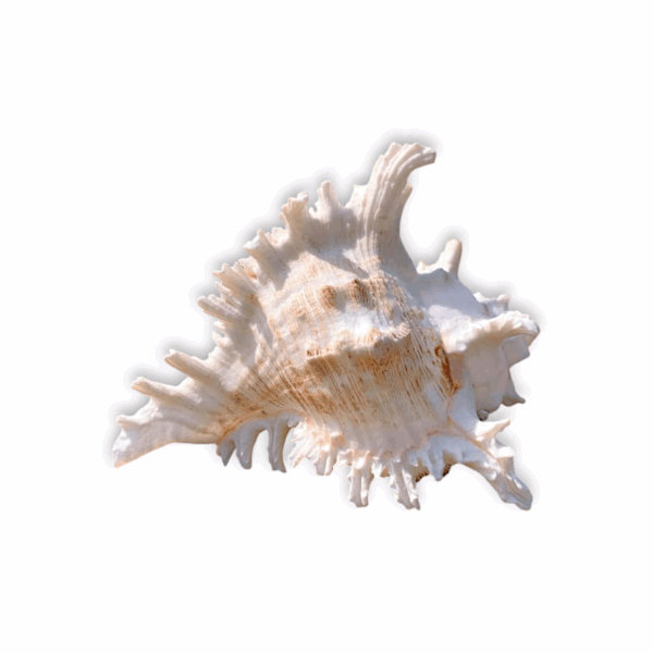 Loud Sound Surya Mukhi Shankh - Snail Natural Conch - Surya Mukhi Shankh for Temple Aarti, Diwali Puja, and Vastu Remedies - Image 2