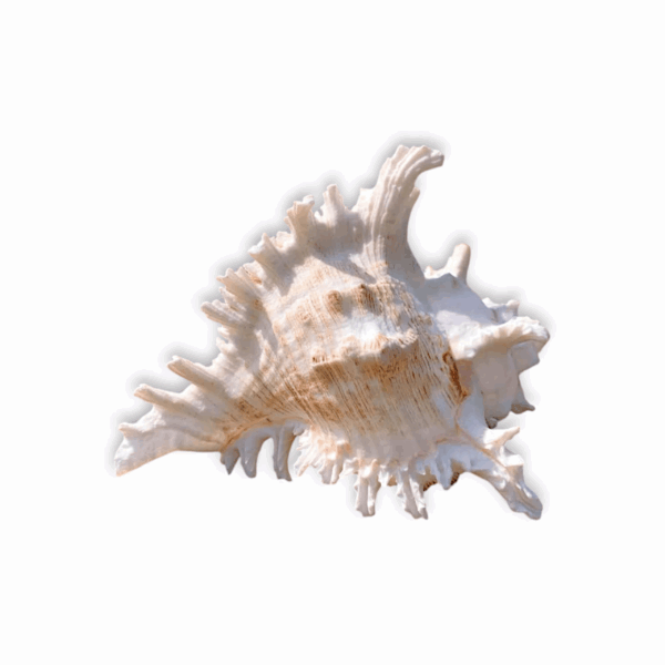 Loud Sound Surya Mukhi Shankh - Snail Natural Conch - Surya Mukhi Shankh for Temple Aarti, Diwali Puja, and Vastu Remedies - Image 2