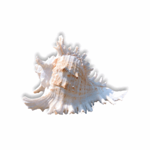Loud Sound Surya Mukhi Shankh - Snail Natural Conch - Surya Mukhi Shankh for Temple Aarti, Diwali Puja, and Vastu Remedies