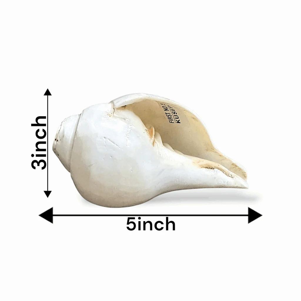 Natural Divine Conch for Pooja - Original Shankh - Loud Blowing Conch - Blowing Shankha for Pooja, Mandir, Aarti Shankh - Single Piece - Image 2