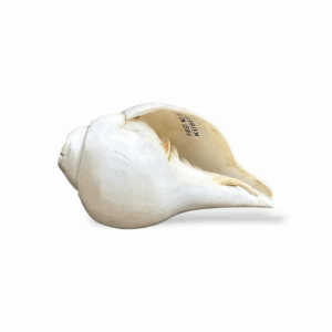 Natural Divine Conch for Pooja - Original Shankh -  Loud Blowing Conch - Blowing Shankha for Pooja, Mandir, Aarti Shankh - Single Piece