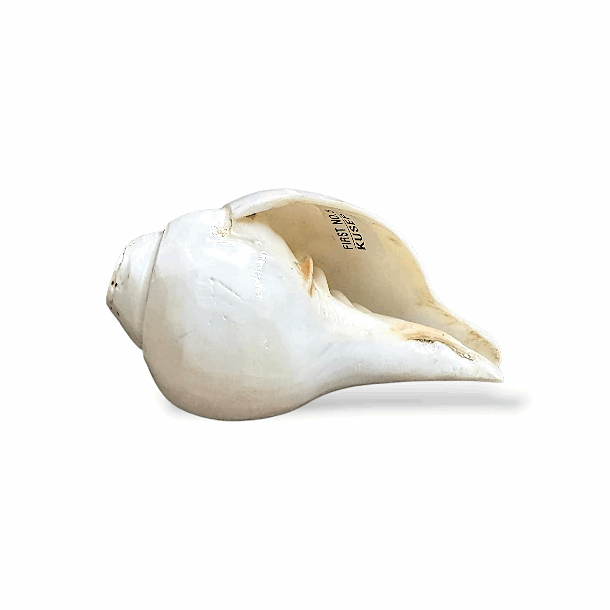 Natural Divine Conch for Pooja - Original Shankh -  Loud Blowing Conch - Blowing Shankha for Pooja, Mandir, Aarti Shankh - Single Piece