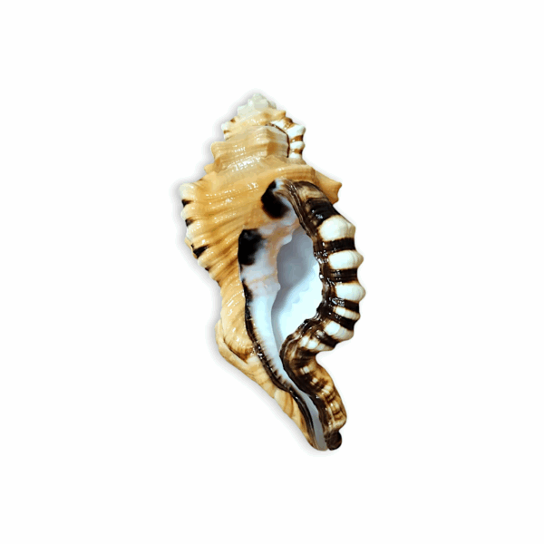 3 inch Ganesh Shankh - Natural Non Blowing Conch Shell - Black Spotted Bath Triton Sea Shell - Cymatium Lotorium Natural Yellow & Orange Shell Conch - Image 3