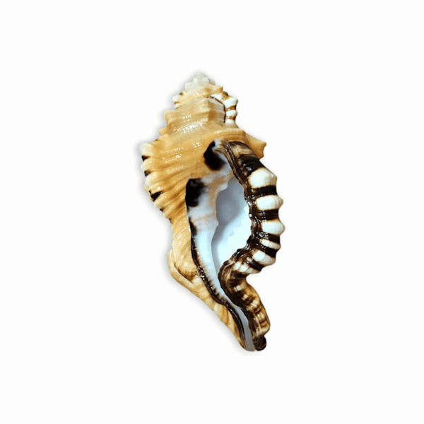 3 inch Ganesh Shankh - Natural Non Blowing Conch Shell - Black Spotted Bath Triton Sea Shell - Cymatium Lotorium Natural Yellow & Orange Shell Conch - Image 3