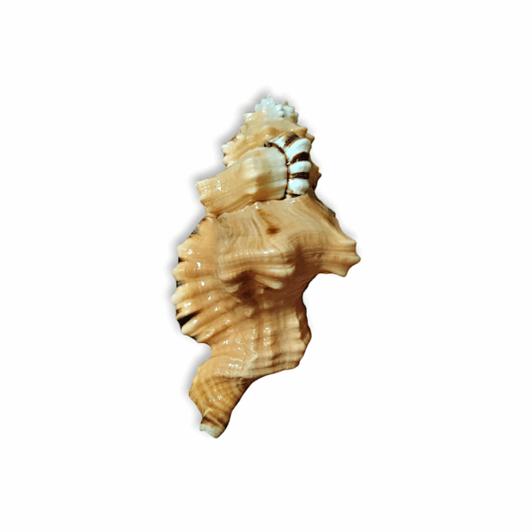 3 inch Ganesh Shankh - Natural Non Blowing Conch Shell - Black Spotted Bath Triton Sea Shell - Cymatium Lotorium Natural Yellow & Orange Shell Conch - Image 2