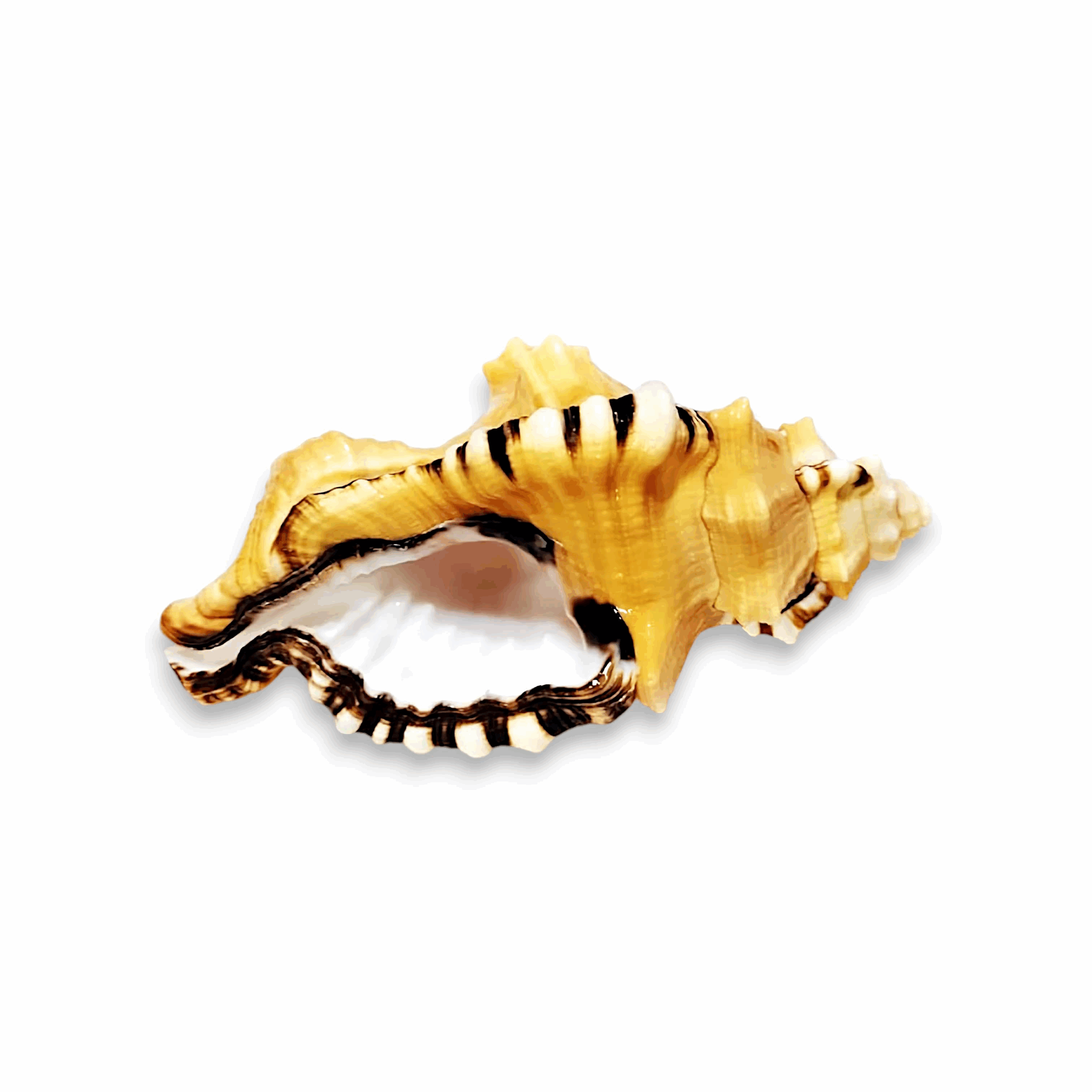 3 inch Ganesh Shankh - Natural Non Blowing Conch Shell - Black Spotted Bath Triton Sea Shell - Cymatium Lotorium Natural Yellow & Orange Shell Conch