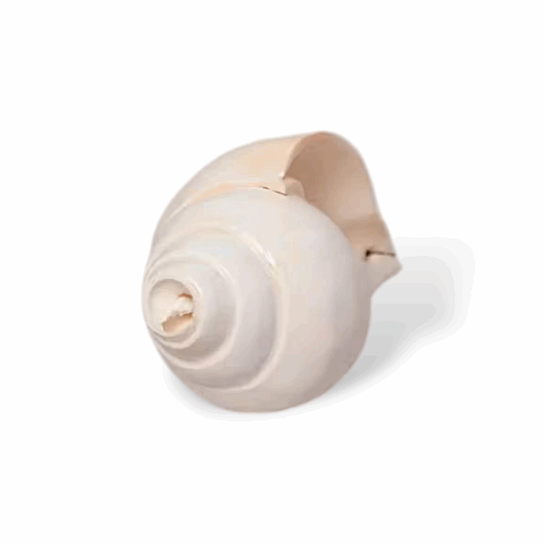 Natural Vamavarti Blowing Shankh -  Conch for Pooja -  Seashell Shankh Large Size-5 inch - White Conch for Pooja, Home, Decoration Loud Shankh - Image 3