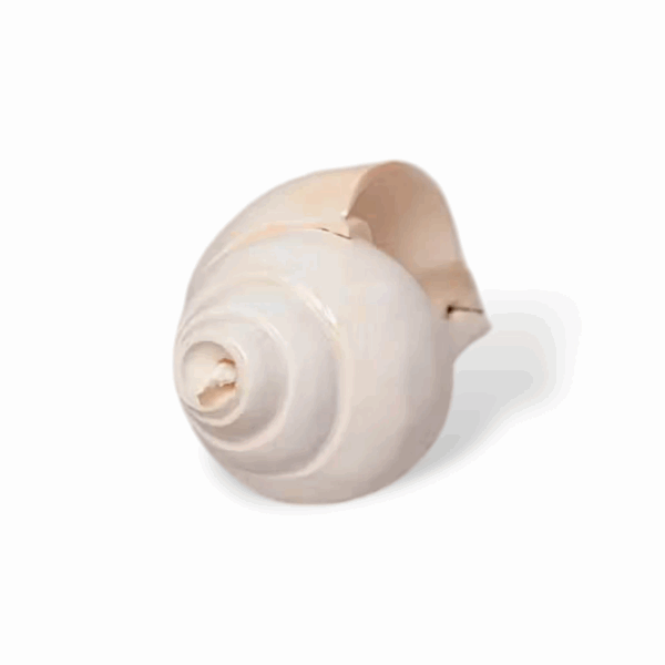 Natural Vamavarti Blowing Shankh -  Conch for Pooja -  Seashell Shankh Large Size-5 inch - White Conch for Pooja, Home, Decoration Loud Shankh - Image 3