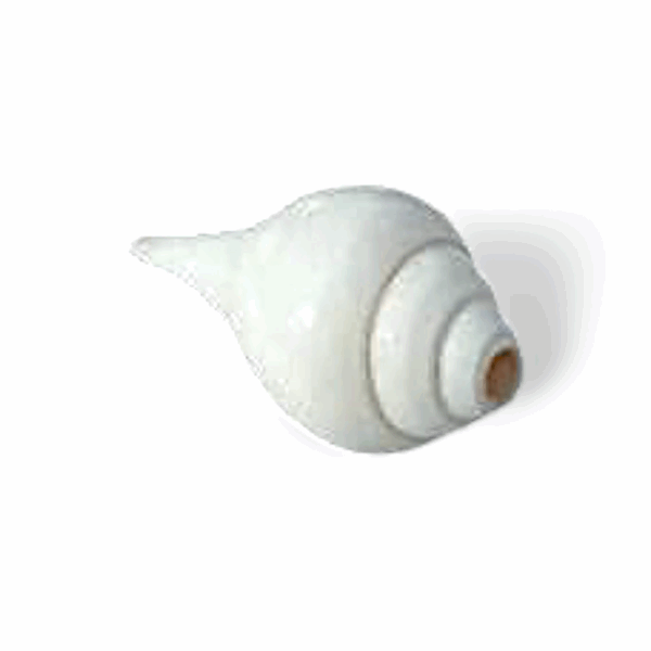 Natural Vamavarti Blowing Shankh -  Conch for Pooja -  Seashell Shankh Large Size-5 inch - White Conch for Pooja, Home, Decoration Loud Shankh - Image 2