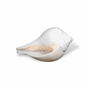 Natural Vamavarti Blowing Shankh -  Conch for Pooja -  Seashell Shankh Large Size-5 inch - White Conch for Pooja, Home, Decoration Loud Shankh