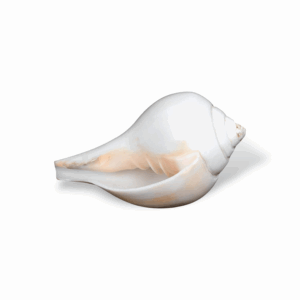 Natural Vamavarti Blowing Shankh -  Conch for Pooja -  Seashell Shankh Large Size-5 inch - White Conch for Pooja, Home, Decoration Loud Shankh