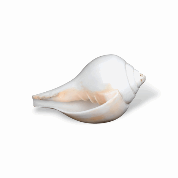 Natural Vamavarti Blowing Shankh -  Conch for Pooja -  Seashell Shankh Large Size-5 inch - White Conch for Pooja, Home, Decoration Loud Shankh