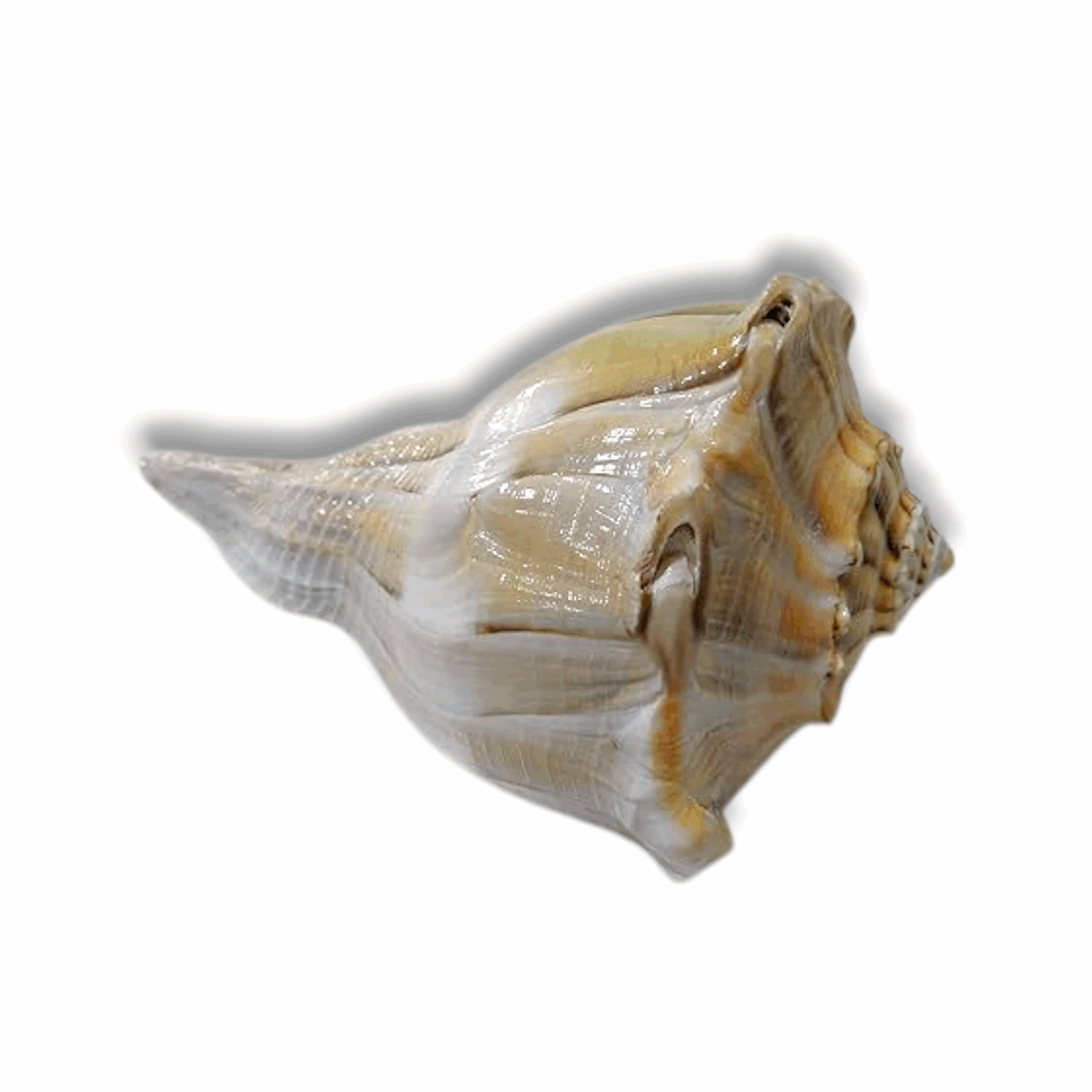 Dakshinamukhi Natural Shankha - For Good Luck, Progress & Prosperity - Non Blowable - White