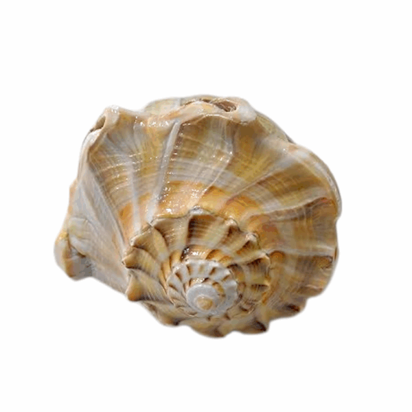 Dakshinamukhi Natural Shankha - For Good Luck, Progress & Prosperity - Non Blowable - White - Image 2