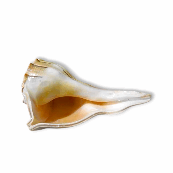 Dakshinamukhi Natural Shankha - For Good Luck, Progress & Prosperity - Non Blowable - White - Image 3