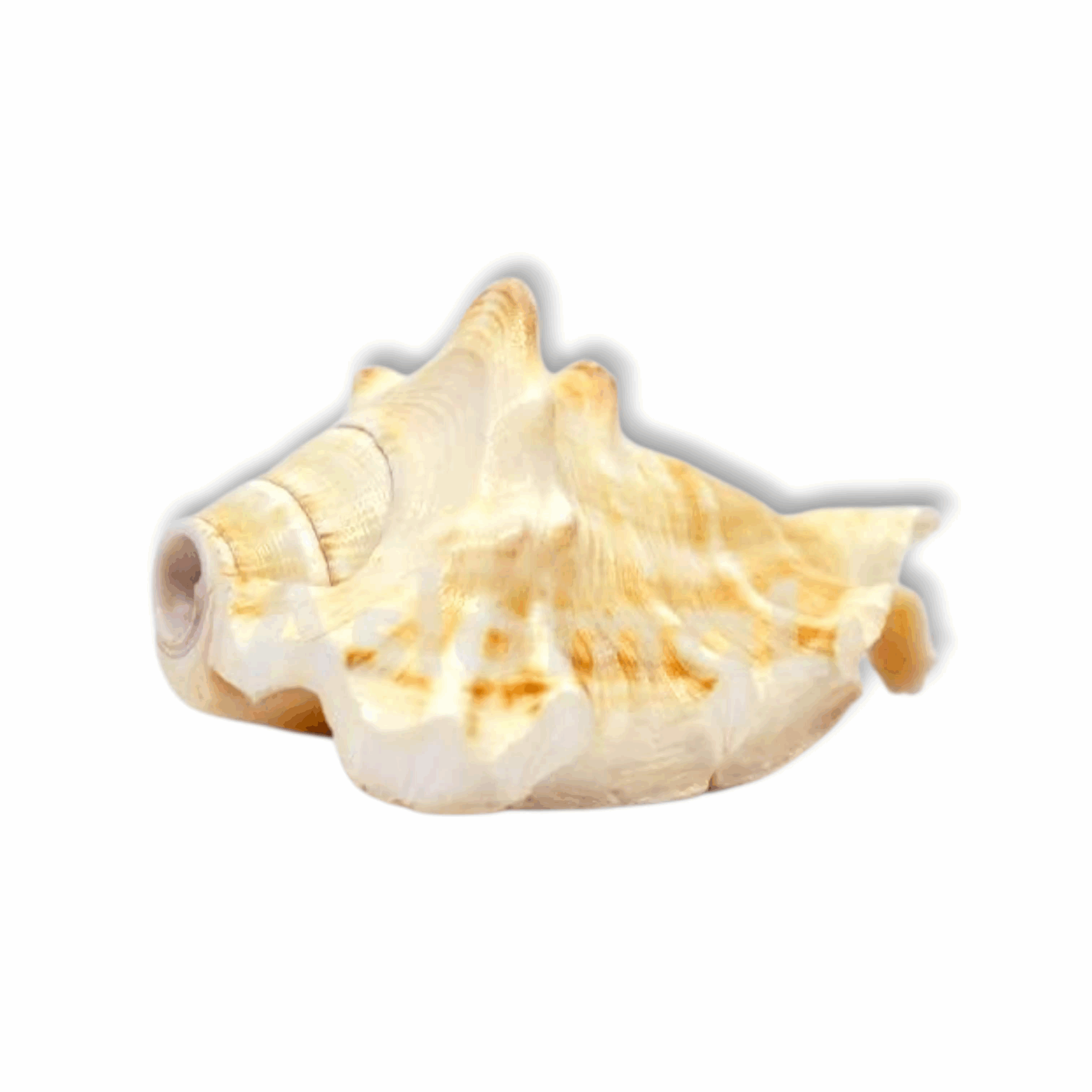 Panch Mukhi Blowing Shankh Pure Natural Shell - With Loud Echo Sound - Five Finger Shankha - Loud Blowing Shankh For Pooja Laxmi Puja Articles