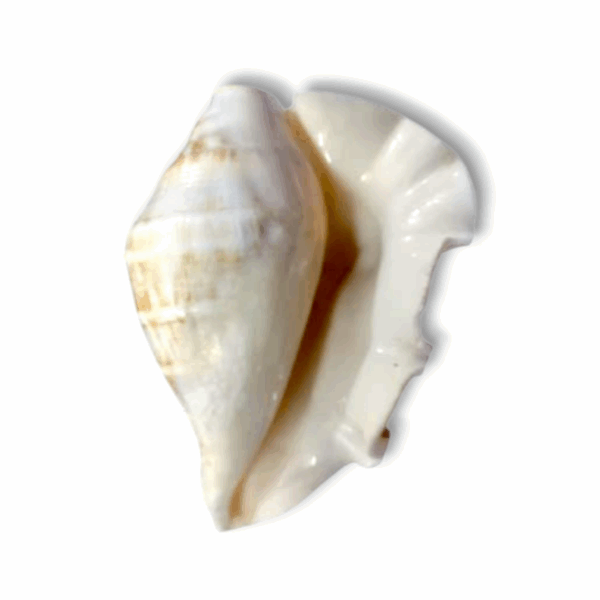 Panch Mukhi Blowing Shankh Pure Natural Shell - With Loud Echo Sound - Five Finger Shankha - Loud Blowing Shankh For Pooja Laxmi Puja Articles - Image 2