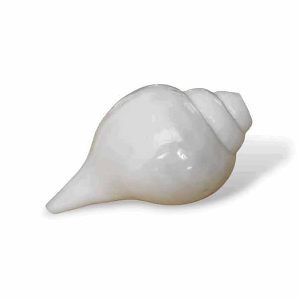 Natural Vamavarti Blowing Shankh - Conch - Original Sea Shell Blowing Shankh for Pooja - Loud Sound Shankh for Pooja, Home, Decoration - Image 3