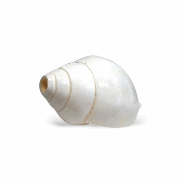 Natural Vamavarti Blowing Shankh - Conch - Original Sea Shell Blowing Shankh for Pooja - Loud Sound Shankh for Pooja, Home, Decoration - Image 2