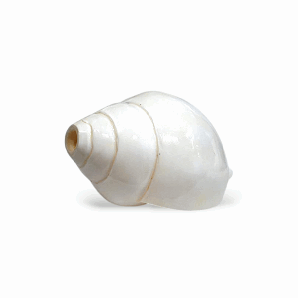 Natural Vamavarti Blowing Shankh - Conch - Original Sea Shell Blowing Shankh for Pooja - Loud Sound Shankh for Pooja, Home, Decoration - Image 2