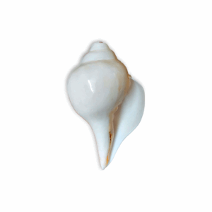 Natural Vamavarti Blowing Shankh - Conch - Original Sea Shell Blowing Shankh for Pooja - Loud Sound Shankh for Pooja, Home, Decoration