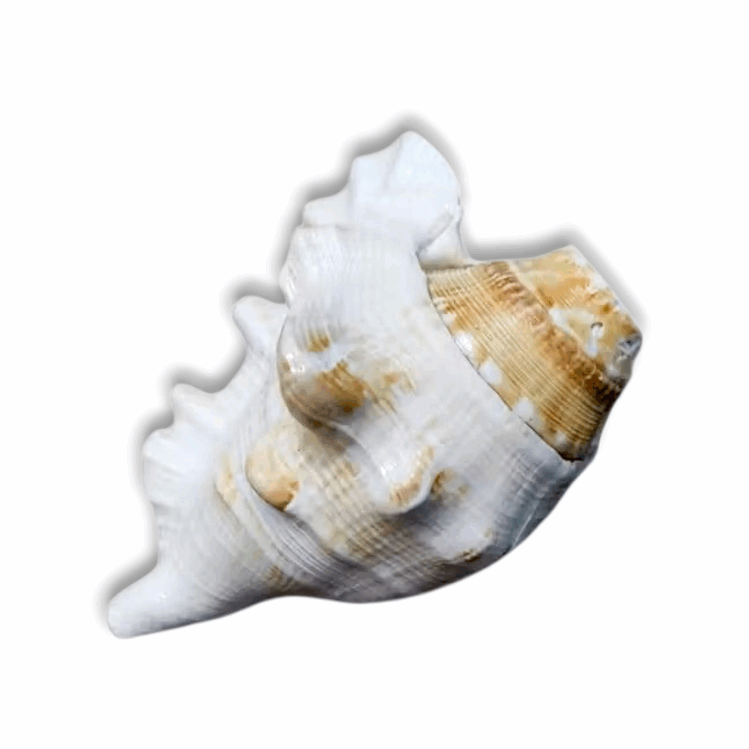 Panchmukhi Shankh Pure Natural Shell - Five Finger Shankh - Loud Blowing Shankh For Pooja Laxmi Shankh