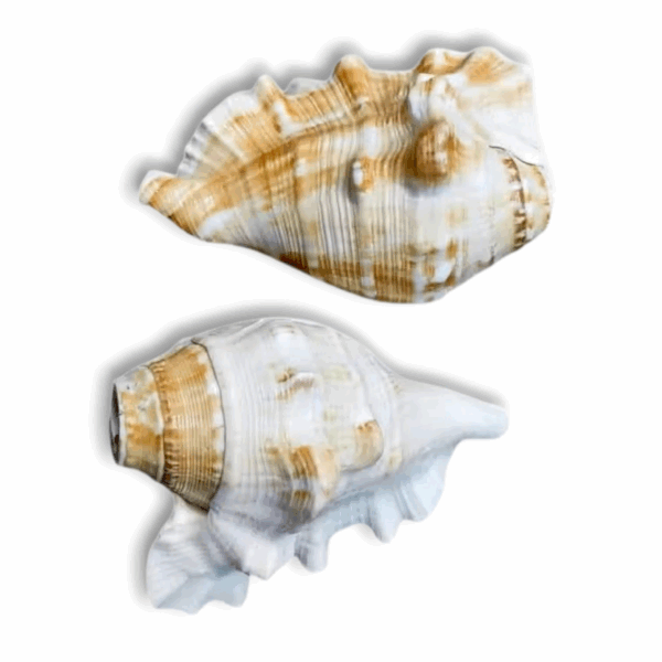 Panchmukhi Shankh Pure Natural Shell - Five Finger Shankh - Loud Blowing Shankh For Pooja Laxmi Shankh - Image 3