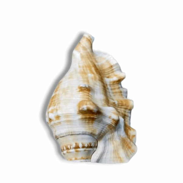 Panchmukhi Shankh Pure Natural Shell - Five Finger Shankh - Loud Blowing Shankh For Pooja Laxmi Shankh - Image 2