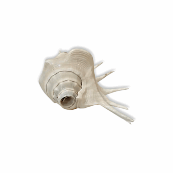 Right Hand Panchmukhi Blowing Shankh - Original Conch - Five Faced Shankh for Pooja, Religious Purpose, Decorative - Image 3