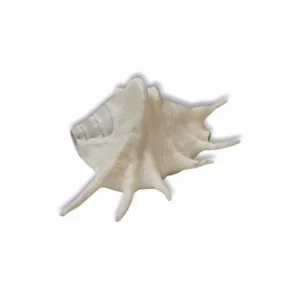 Right Hand Panchmukhi Blowing Shankh - Original Conch - Five Faced Shankh for Pooja, Religious Purpose, Decorative