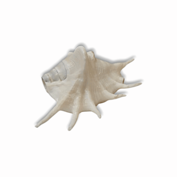 Right Hand Panchmukhi Blowing Shankh - Original Conch - Five Faced Shankh for Pooja, Religious Purpose, Decorative