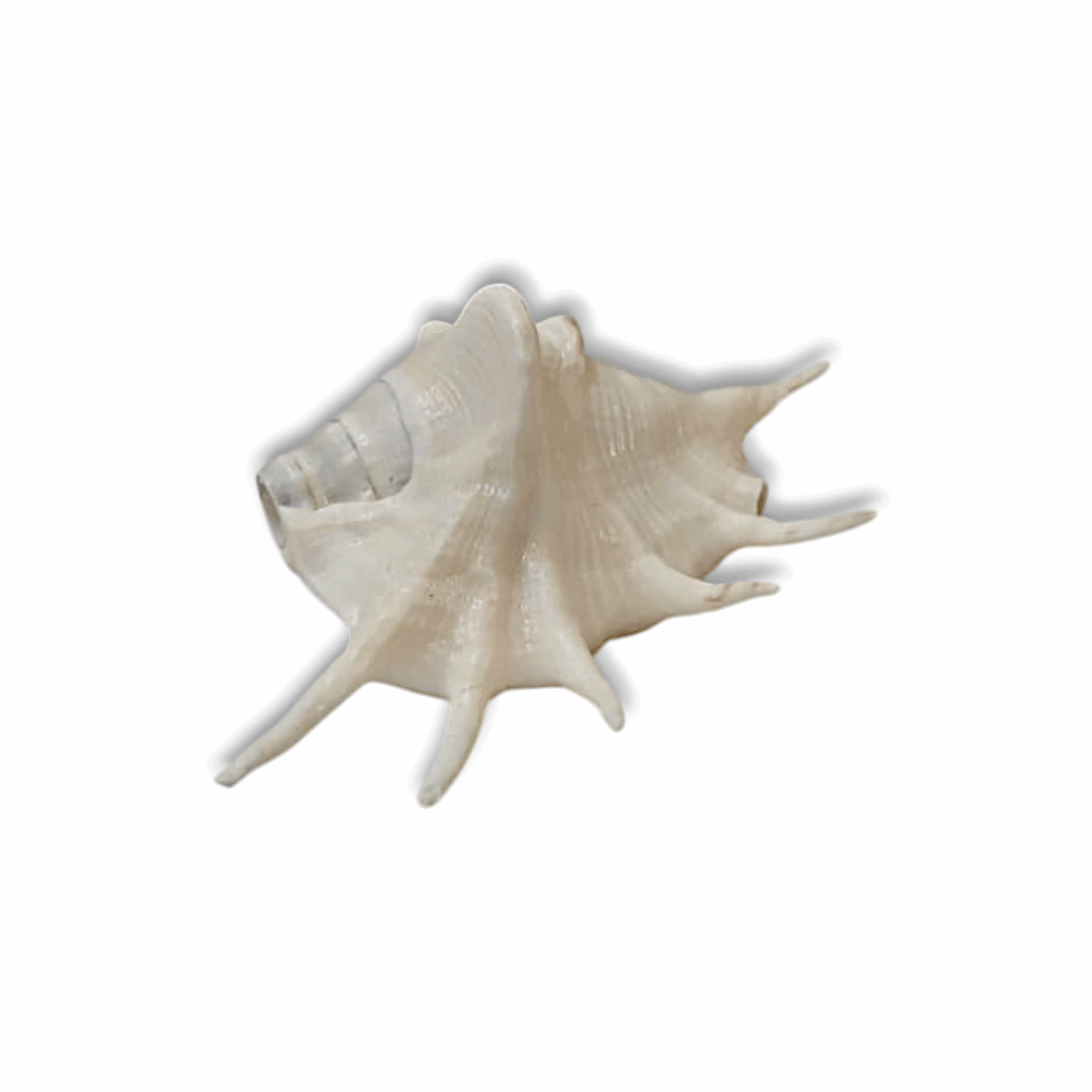 Right Hand Panchmukhi Blowing Shankh - Original Conch - Five Faced Shankh for Pooja, Religious Purpose, Decorative