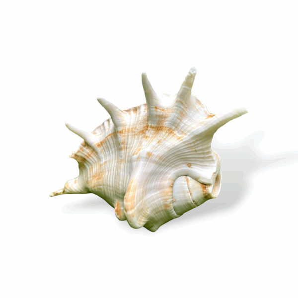 Right Hand Panchmukhi Blowing Shankh - Original Conch - Five Faced Shankh for Pooja, Religious Purpose, Decorative - Image 2