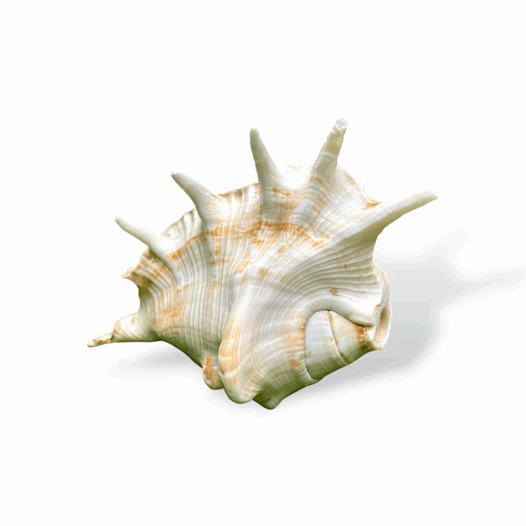 Right Hand Panchmukhi Blowing Shankh - Original Conch - Five Faced Shankh for Pooja, Religious Purpose, Decorative - Image 2