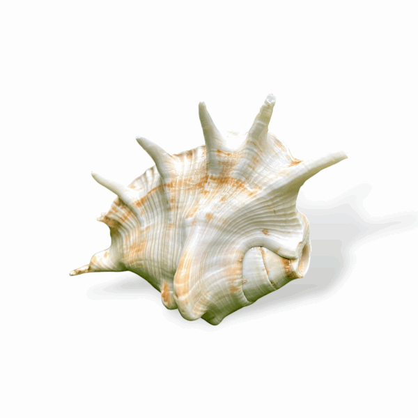Right Hand Panchmukhi Blowing Shankh - Original Conch - Five Faced Shankh for Pooja, Religious Purpose, Decorative - Image 2